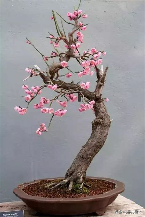 櫻花種植盆栽